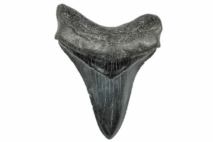 Serrated, Fossil Megalodon Tooth - South Carolina #306256